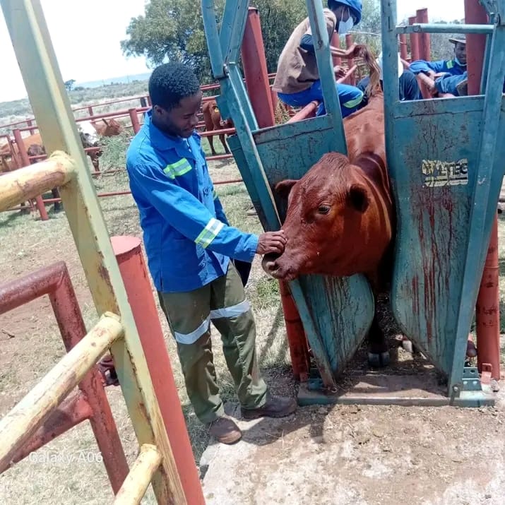 Kgomane Boerdery livestock care and handling