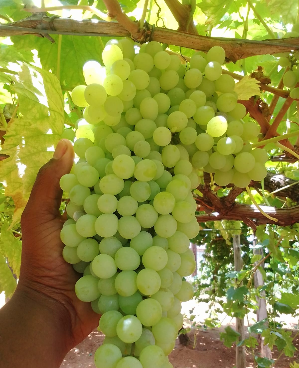 Fresh table grapes grown at Kgomane Boerdery