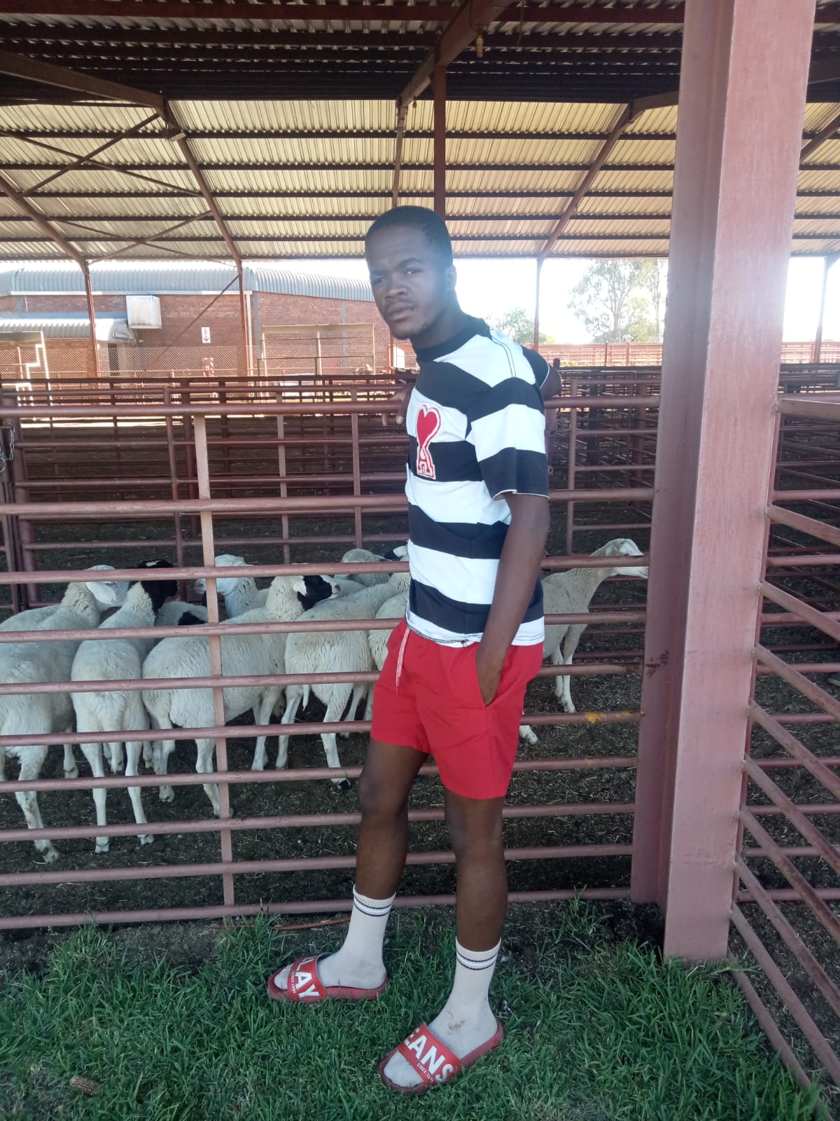Kgomane Boerdery cattle in the kraal