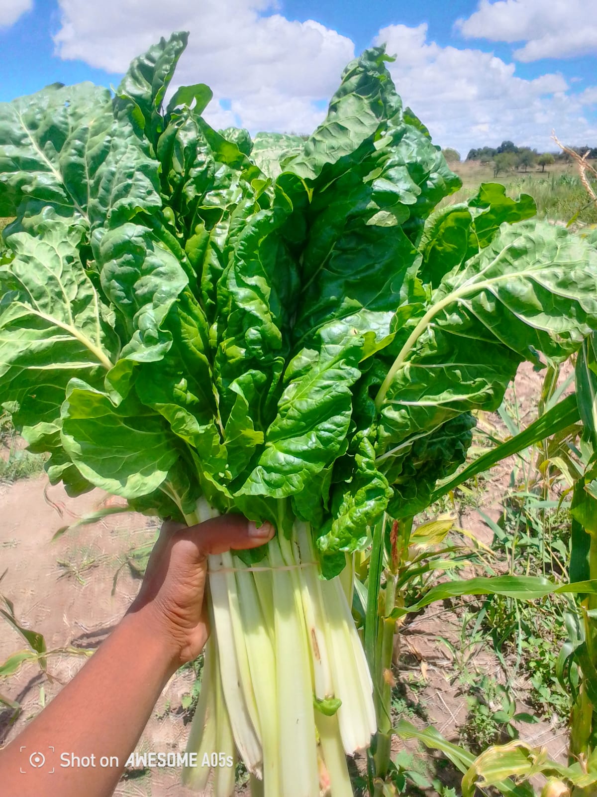 Kgomane Boerdery produce boxes ready for market
